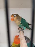 Agapornis fischeri., Dieren en Toebehoren, Meerdere dieren, Dwergpapegaai of Agapornis, Geringd