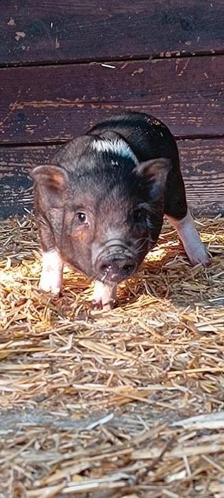 cochons nains, Plusieurs animaux, Porcs, 0 à 2 ans