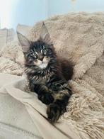 Maine Coon kittens beschikbaar!, Dieren en Toebehoren, Katten en Kittens | Raskatten | Langhaar, Meerdere dieren, Gechipt, 0 tot 2 jaar