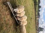 Lammeren, Dieren en Toebehoren, Meerdere dieren, Schaap, 0 tot 2 jaar