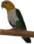Gezocht Broedrijpe man Groendij Caique, Animaux & Accessoires, Oiseaux | Perruches & Perroquets, Mâle, Perroquet, Bagué