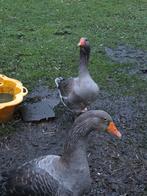 oies toulouse, Animaux & Accessoires, Volatiles, Plusieurs animaux, Autres espèces