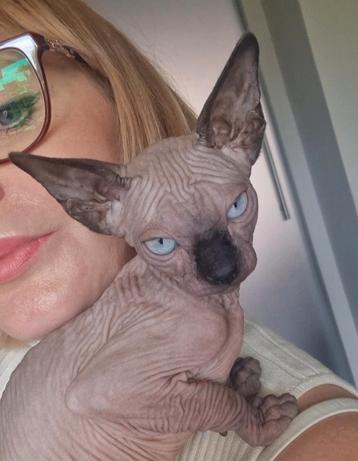 Sphynx meisje, Dieren en Toebehoren, Katten en Kittens | Raskatten | Korthaar, Gechipt, 0 tot 2 jaar