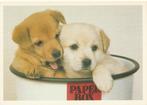 HONDJES  PUPPY'S  in  PAPERBOX, Verzamelen, Postkaarten | Dieren, Verzenden, 1980 tot heden, Gelopen, Hond of Kat