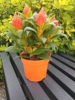 Mooie celosia arg, Ophalen, Zo goed als nieuw