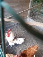 Haan, Dieren en Toebehoren, Pluimvee
