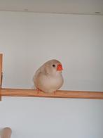 Zebravinken, Dieren en Toebehoren, Vogels | Overige Vogels, Meerdere dieren, Tropenvogel, Tam