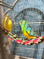 un couple de perroquets à croupion rouge, Animaux & Accessoires, Mâle