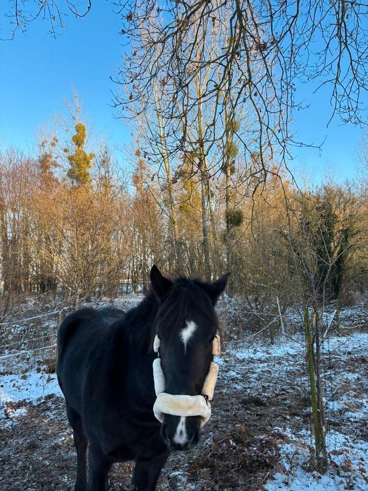 Weide stalling gezocht ZSM!, Dieren en Toebehoren, Stalling en Weidegang, Stalling