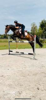 Springpaard gezocht, Dieren en Toebehoren, Paarden, Springpaard, Gechipt, Ruin, Niet van toepassing