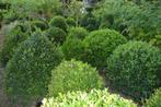Buxus, Tuin en Terras, Planten | Tuinplanten, Halfschaduw, Vaste plant, Overige soorten, Ophalen