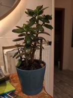 Plante intérieur crassula Jade, Huis en Inrichting, Kamerplanten, Ophalen