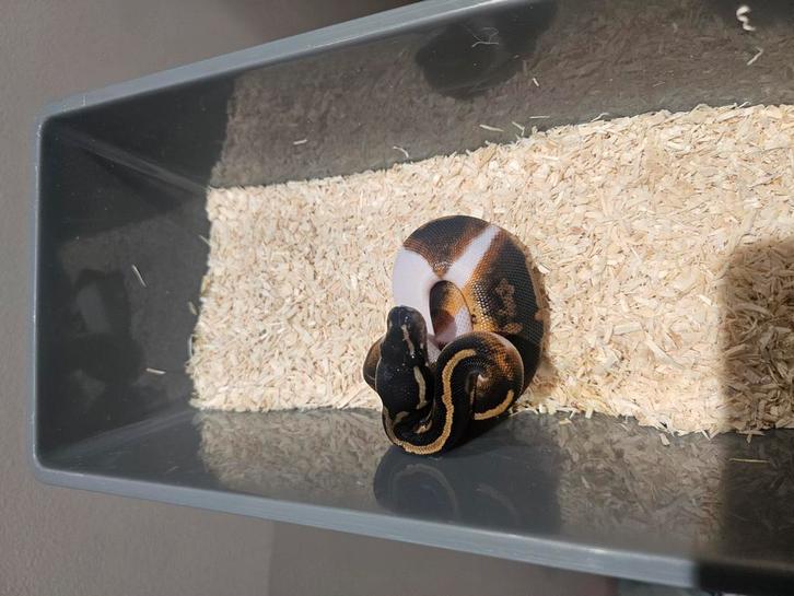 Piedbald Morphs nk25, Dieren en Toebehoren, Reptielen en Amfibieën, Slang, 0 tot 2 jaar, Tam