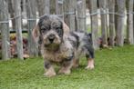 Prachtige ruwharige dwerg teckel pups met stamboom, Dieren en Toebehoren, Honden | Teckels en Dashonden, België, CDV (hondenziekte)
