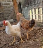 Gratis Haantje, Dieren en Toebehoren, Vogels | Overige Vogels, Mannelijk, Tam