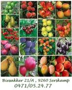 FRUITBOMEN: APPELS, PEREN, PRUIMEN, KERSEN, PERZIK,WALNOTEN,, Lente, Overige soorten, In pot, Ophalen of Verzenden
