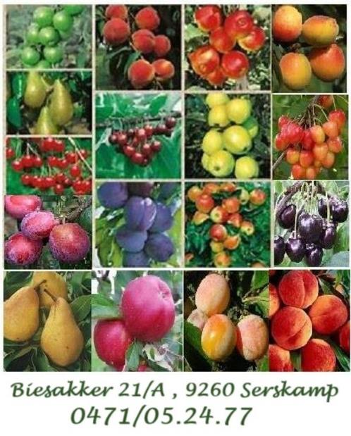 FRUITIERS: POMMES, POIRES, PRUNES, CERISES, NOYERS,..., Jardin & Terrasse, Plantes | Arbres fruitiers, Autres espèces, 100 à 250 cm