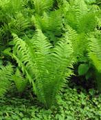 6 varens in pot, Tuin en Terras, Planten | Tuinplanten, Ophalen, Varens