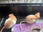 2 rood japanners ratten gratis te samen met verschoonkooi, Augustus, Vrouwelijk, Rat
