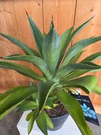 Agave mix, Enlèvement