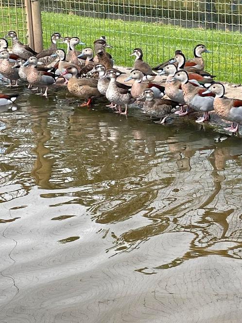 Siereenden, Dieren en Toebehoren, Pluimvee, Eend