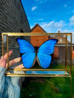 Morpho Didius in vitrinekist, Verzamelen, Dierenverzamelingen, Ophalen of Verzenden, Nieuw, Insect, Opgezet dier
