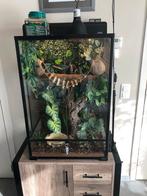 terrarium caméléon, Animaux & Accessoires, Enlèvement, Utilisé, Terrarium ou Paludarium