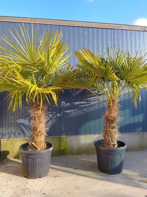 Waaierpalm, Tuin en Terras, Planten | Tuinplanten, Vaste plant, Overige soorten, Volle zon, Zomer, Ophalen
