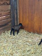 Kameroen rammetjes, Dieren en Toebehoren, Schapen, Geiten en Varkens, Mannelijk, Schaap, 0 tot 2 jaar