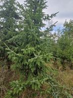 Kerstbomen, Diversen, Ophalen, Nieuw