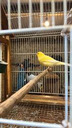 2-paar Mechelse herdersringen KBC, Dieren en Toebehoren, Vogels | Kanaries, Meerdere dieren, Zangkanarie