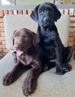 Labrador pups, Dieren en Toebehoren, België, Fokker | Hobbymatig, 8 tot 15 weken, Labrador retriever
