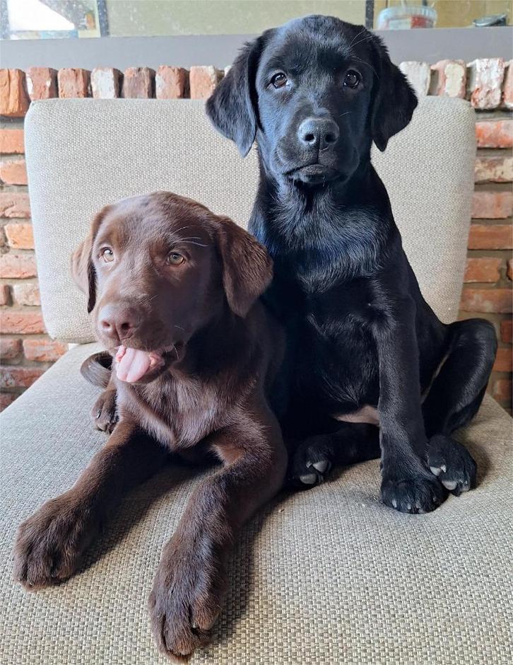 Labrador pups, Dieren en Toebehoren, Honden | Retrievers, Spaniëls en Waterhonden, Meerdere dieren, Labrador retriever, Fokker | Hobbymatig