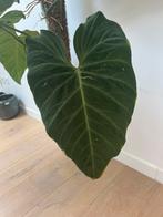 Philodendron Splendid (verrucosum x melanochrysum) XXL, Huis en Inrichting, Kamerplanten, Ophalen