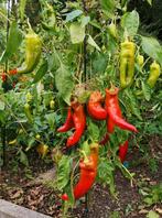 5 graines de Corno di torro - très gros poivron - biologique, Envoi, Printemps, Plein soleil, Graine