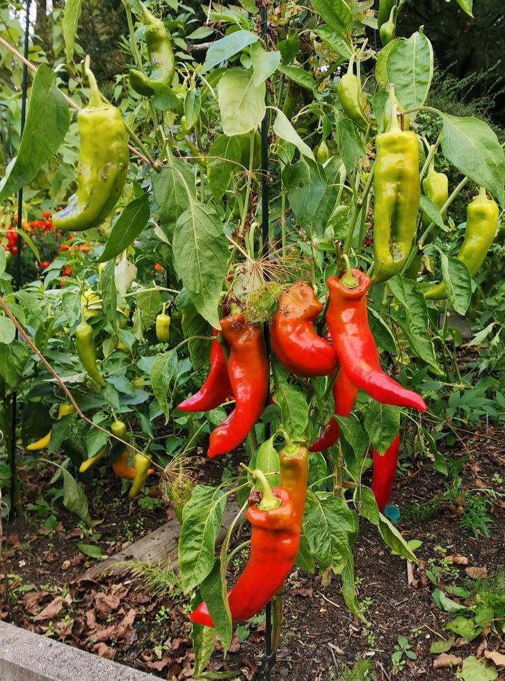 5 zaden Corno di torro - zeer grote punt paprika - bio, Tuin en Terras, Bloembollen en Zaden, Zaad, Voorjaar, Volle zon, Verzenden