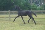 Prachtige jaarlinghengst te koop Dynamic Dream x Franklin, Dieren en Toebehoren, Gechipt, Dressuurpaard, 0 tot 2 jaar, Hengst