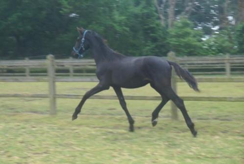 Prachtige jaarlinghengst te koop Dynamic Dream x Franklin, Dieren en Toebehoren, Paarden, Hengst, Onbeleerd, 0 tot 2 jaar, Dressuurpaard