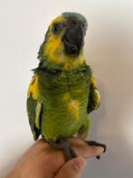 Baby Blauwvoorhoofd Amazone, Dieren en Toebehoren, Vogels | Parkieten en Papegaaien, Papegaai, Geringd