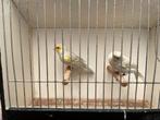 Kanaries, Dieren en Toebehoren