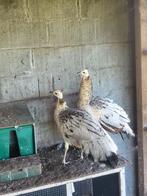 Paons à ailes noires, Animaux & Accessoires, Plusieurs animaux, Autres espèces