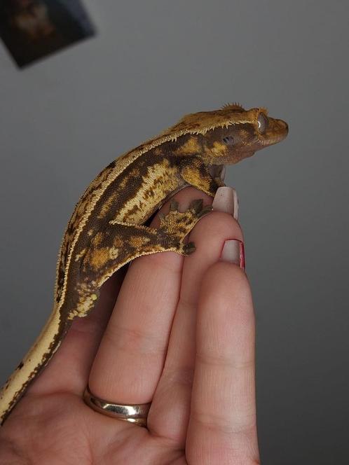 1.0 Quadstripe Tricolor wimpergekko crested gecko man, Dieren en Toebehoren, Reptielen en Amfibieën, Hagedis, 0 tot 2 jaar, Tam