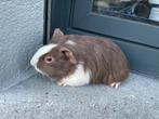 Jong cavia vrouwtje, Dieren en Toebehoren, Cavia, Tam