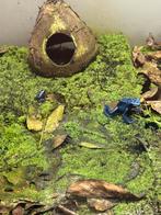 Dendrobates azureus, Dieren en Toebehoren, Amfibie, 0 tot 2 jaar