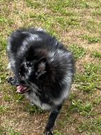 Kleinkees / spitz allemand, Animaux & Accessoires, Chiens | Huskys, Loulous & Types primitifs, 15 semaines à 1 an, Loulou, Éleveur | Professionnel