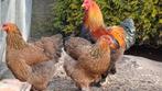 Oeufs grand brahma perdrix maille doré