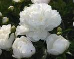 Pioenroos, Ophalen, Lente, Vaste plant