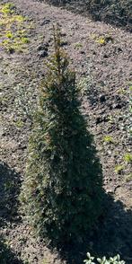Taxus Baccata Kegel, Tuin en Terras, Ophalen, Taxus, 100 tot 250 cm