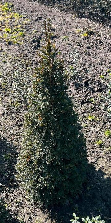 Taxus Baccata Kegel  beschikbaar voor biedingen