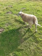 Schaapbok, Dieren en Toebehoren, Maart